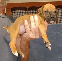 BAMF1, a male Boxer for sale in Kinston, NC – 5 of 7