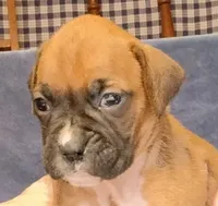 FFF , a female Boxer for sale in Kinston, NC – 2 of 8