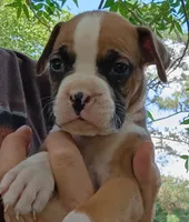 Gus, a male Boxer for sale in Kinston, NC – 5 of 7