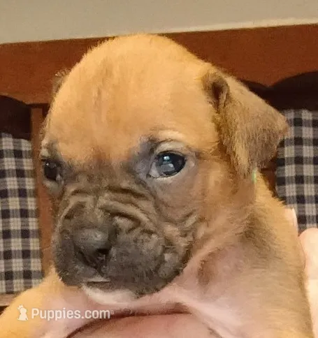 BAMF1 – Boxer puppy for sale in Kinston, NC