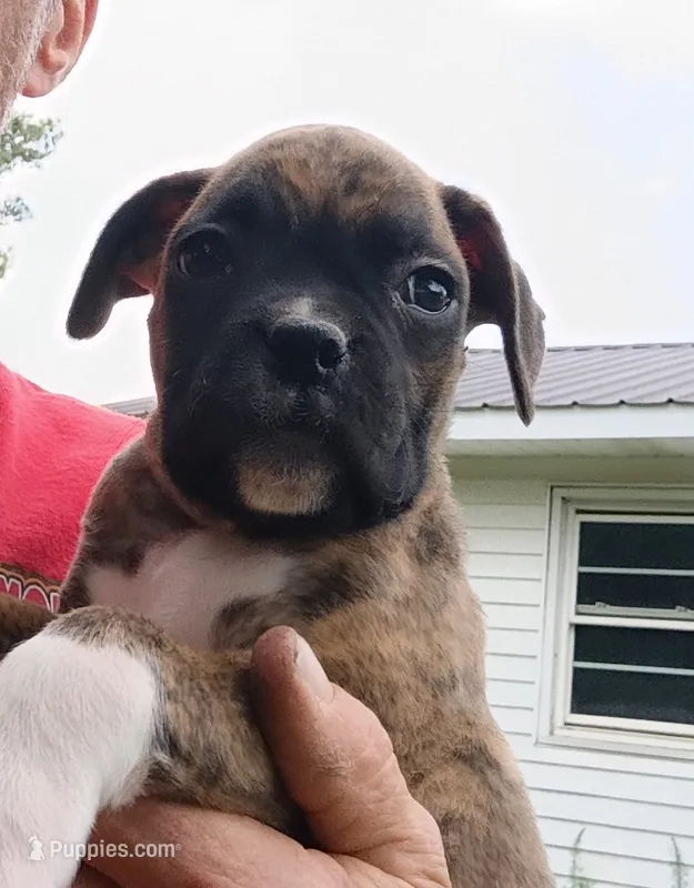 Alan – Boxer puppy for sale in Kinston, NC