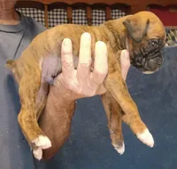 BAMB1, a male Boxer for sale in Kinston, NC – 3 of 10