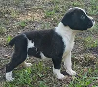 Gordon, a male Boxer for sale in Kinston, NC – 6 of 6