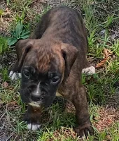 Kathryn, a female Boxer for sale in Kinston, NC – 2 of 6