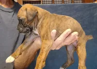 BAMB1, a male Boxer for sale in Kinston, NC – 4 of 10