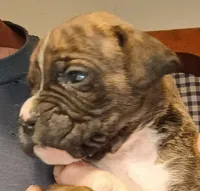 BAMBF, a male Boxer for sale in Kinston, NC – 2 of 9
