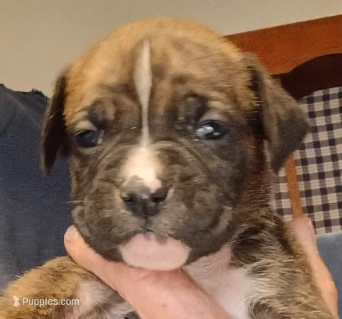 BAMBF – Boxer puppy for sale in Kinston, NC