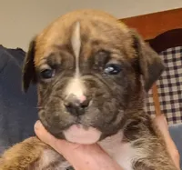 BAMBF, a male Boxer for sale in Kinston, NC – 1 of 9