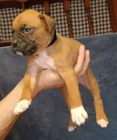BAMF2, a male Boxer for sale in Kinston, NC – 5 of 10
