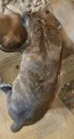 BAMBF, a male Boxer for sale in Kinston, NC – 8 of 9