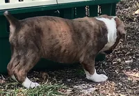 Wally, a male Boxer for sale in Kinston, NC – 5 of 6