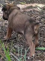 Sally, a female Boxer for sale in Kinston, NC – 3 of 6