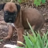 Sally, a female Boxer for sale in Kinston, NC – 5 of 6