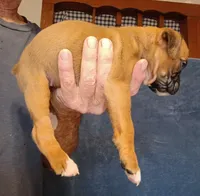 FFF , a female Boxer for sale in Kinston, NC – 7 of 8