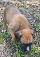 Deke, a male Boxer for sale in Kinston, NC – 5 of 7