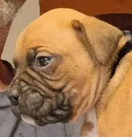 BAMF2, a male Boxer for sale in Kinston, NC – 2 of 10