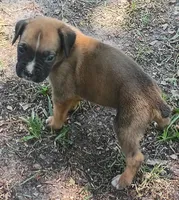 Deke, a male Boxer for sale in Kinston, NC – 2 of 5