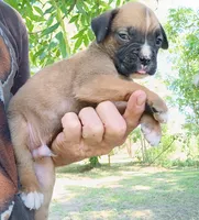 Deke, a male Boxer for sale in Kinston, NC – 1 of 7