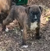 Kathryn, a female Boxer for sale in Kinston, NC – 5 of 6