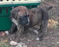 Scott, a male Boxer for sale in Kinston, NC – 5 of 5