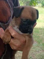 Sally, a female Boxer for sale in Kinston, NC – 1 of 6
