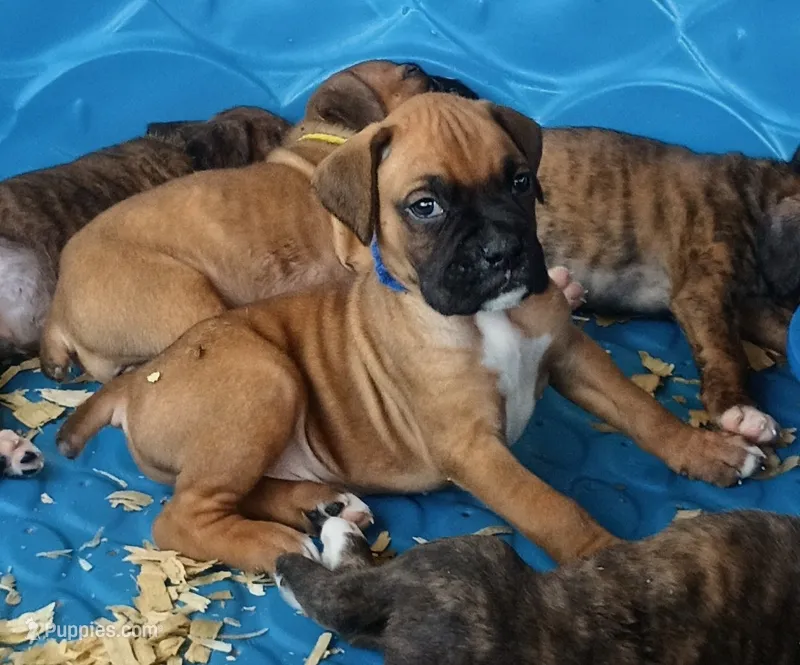 BAMF1 – Boxer puppy for sale in Kinston, NC