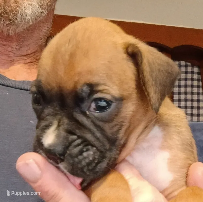FFF  – Boxer puppy for sale in Kinston, NC