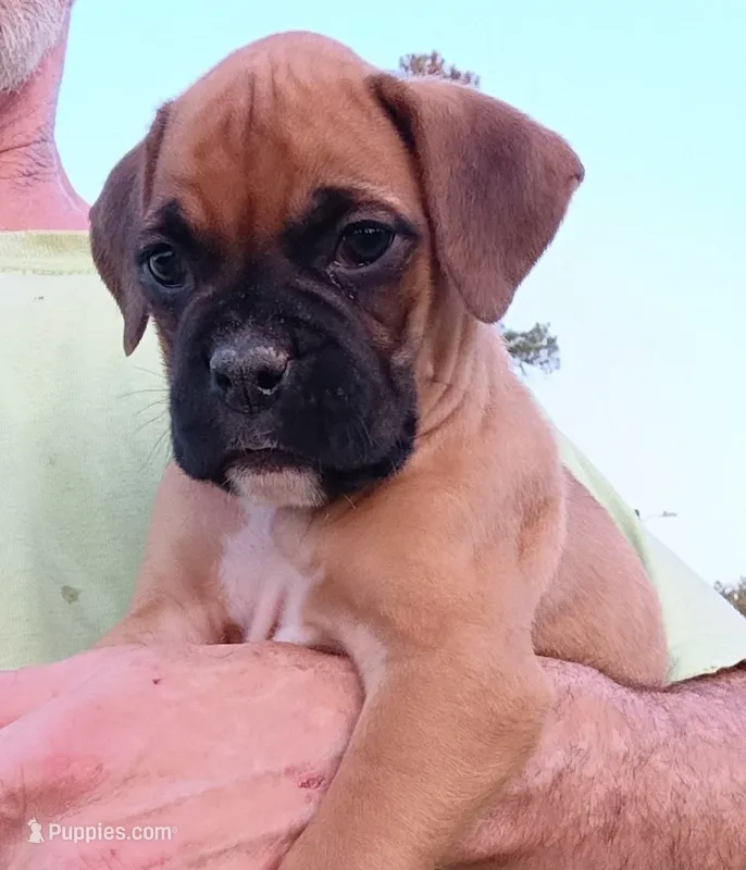 Fawn Boy – Boxer puppy for sale in Kinston, NC