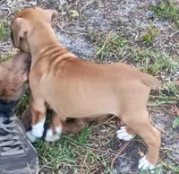 BAMFF, a male Boxer for sale in Kinston, NC – 6 of 6