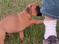 Fawn Boy, a male Boxer for sale in Kinston, NC – 4 of 8