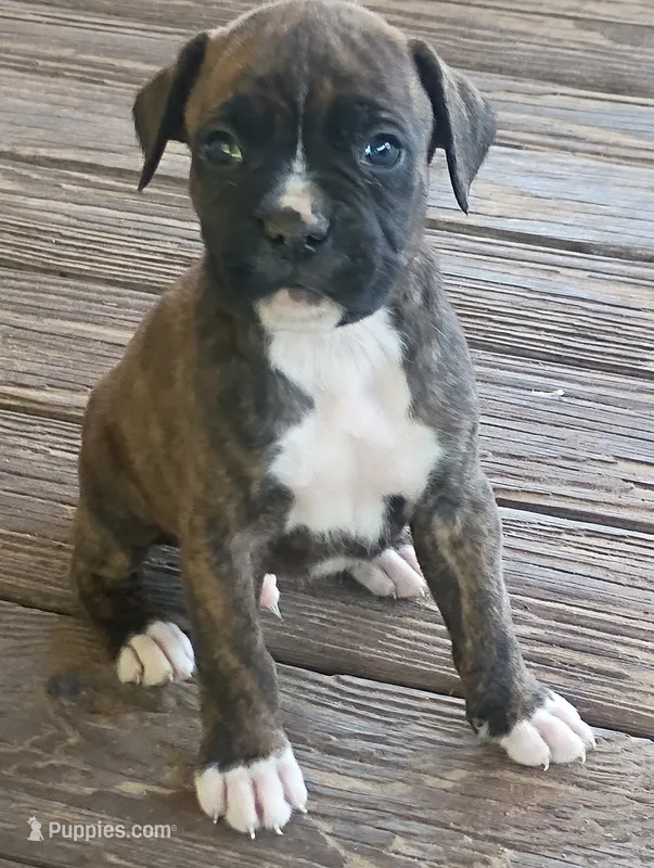 BAMBF – Boxer puppy for sale in Kinston, NC