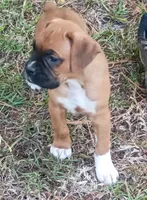 BAMFF, a male Boxer for sale in Kinston, NC – 2 of 6