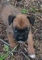 Sally, a female Boxer for sale in Kinston, NC – 4 of 6