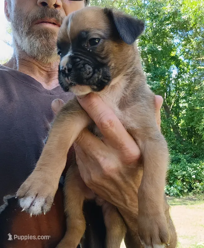 Deke – Boxer puppy for sale in Kinston, NC