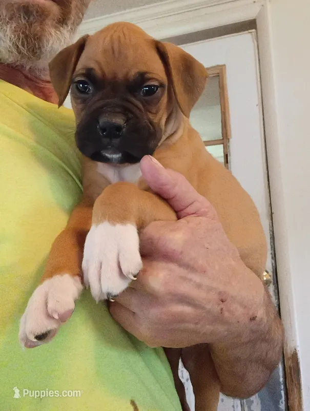 BAMF2 – Boxer puppy for sale in Kinston, NC
