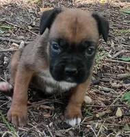 Sally, a female Boxer for sale in Kinston, NC – 2 of 6