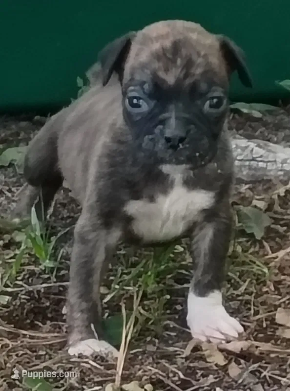 Alan – Boxer puppy for sale in Kinston, NC