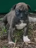 Alan, a male Boxer for sale in Kinston, NC – 1 of 4