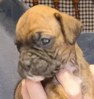 BAMB1, a male Boxer for sale in Kinston, NC – 1 of 10