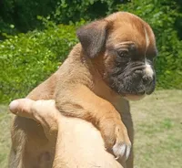 Deke, a male Boxer for sale in Kinston, NC – 3 of 5
