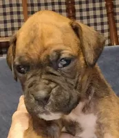 BAMB1, a male Boxer for sale in Kinston, NC – 9 of 10