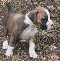 Wally, a male Boxer for sale in Kinston, NC – 3 of 6