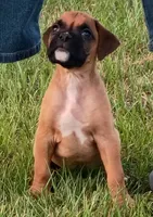 Fawn Boy, a male Boxer for sale in Kinston, NC – 2 of 8