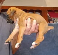 FFF , a female Boxer for sale in Kinston, NC – 6 of 8