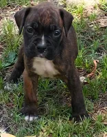 Kathryn, a female Boxer for sale in Kinston, NC – 1 of 6