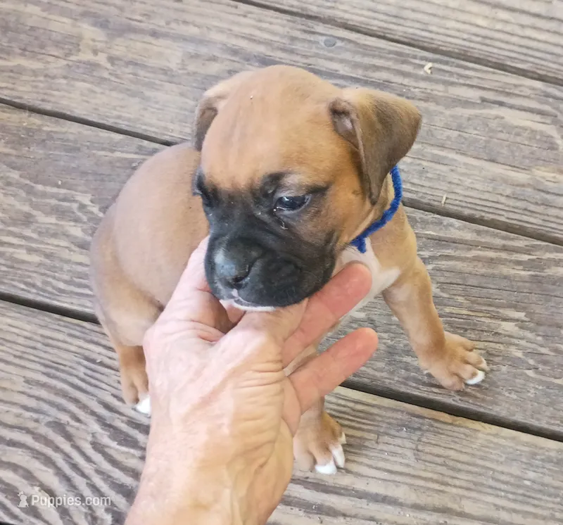 BAMF1 – Boxer puppy for sale in Kinston, NC