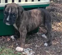 Scott, a male Boxer for sale in Kinston, NC – 4 of 5