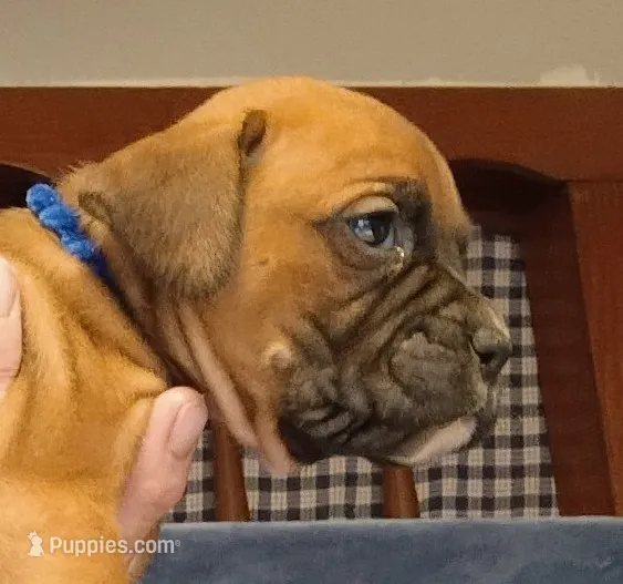 BAFF1 – Boxer puppy for sale in Kinston, NC