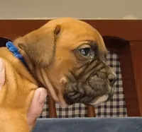 BAFF1, a female Boxer for sale in Kinston, NC – 1 of 8