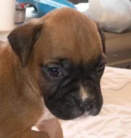 FFF , a female Boxer for sale in Kinston, NC – 4 of 8